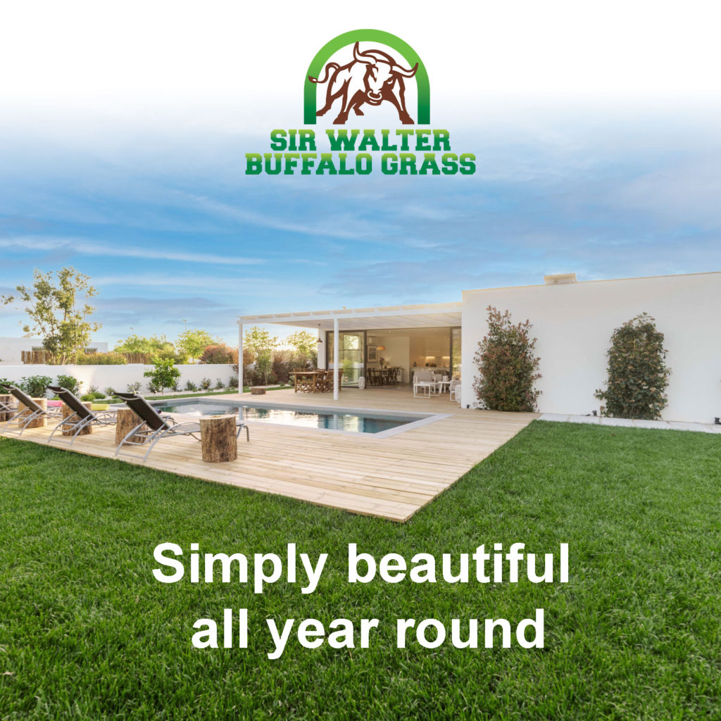 Sir-Walter-Buffalo-Grass-Around-Pool-1611-e-circle-e--2 square