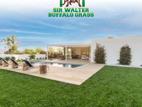 Buffalo Turf