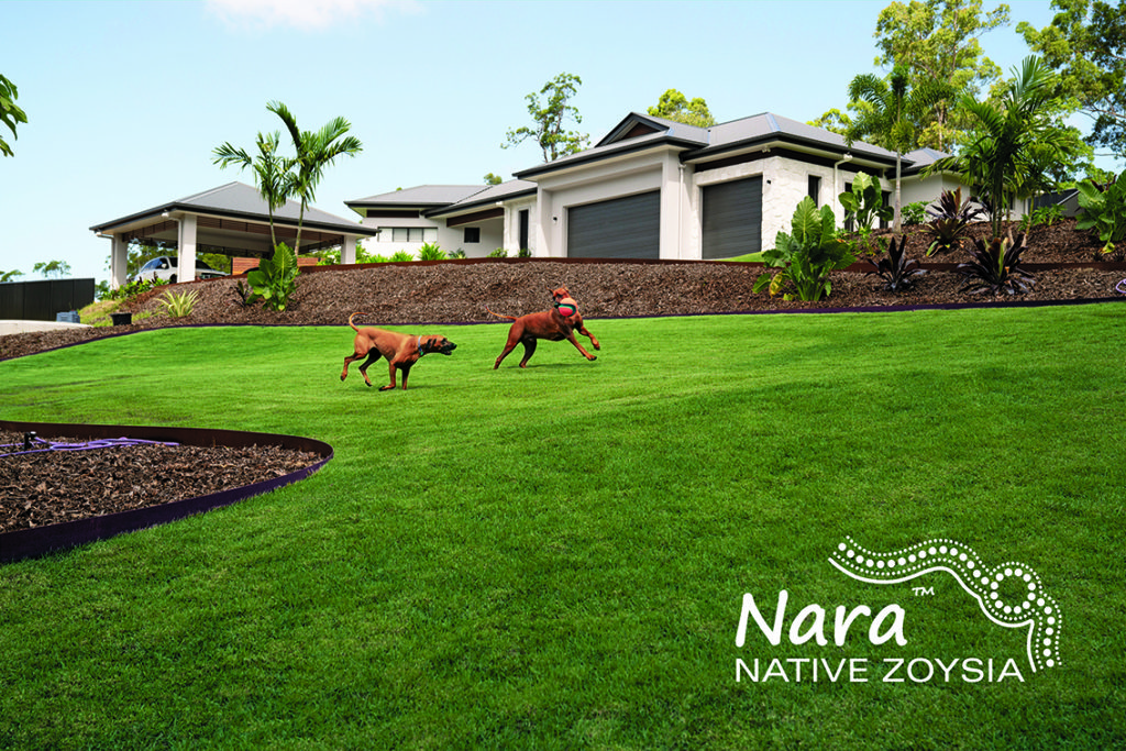 Nara Native Zoysia Lawn turf Grass image 5 w