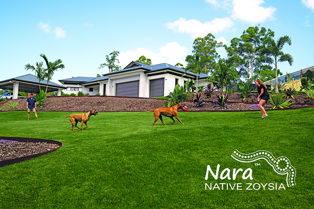 Nara Native Zoysia image 7 w