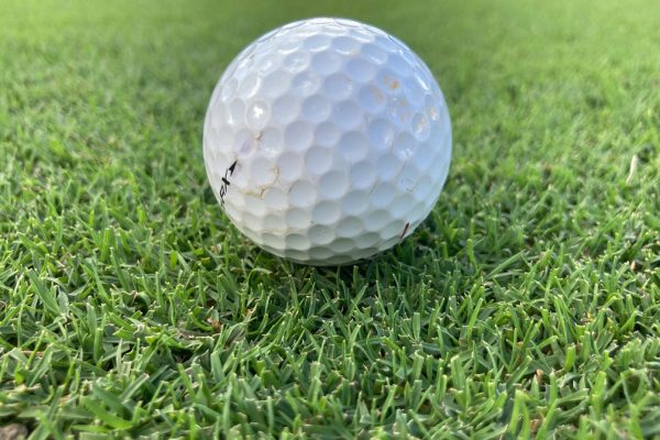 Hybrid Bermudagrass