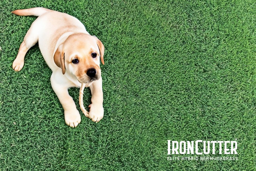 IronCutter Elite Hybrid Bermudagrass - Image 2