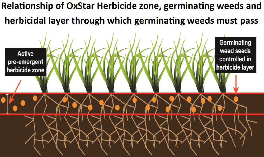 OxStar Lawn Fertiliser & Weed Preventer graphic