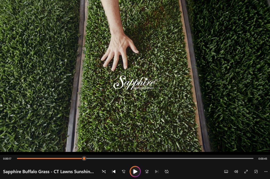 Sapphire-Soft-Leaf-Buffalo-Turf-Grass-CT Lawns video